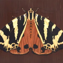 Spanische Flagge, 2026