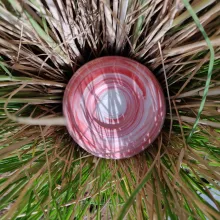 Rosa Schale im Gras Dubai