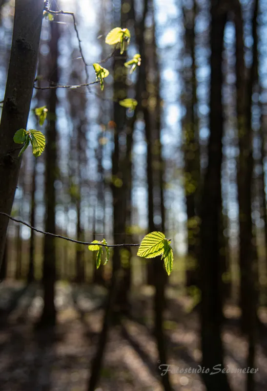 Buchenwald im Frühling